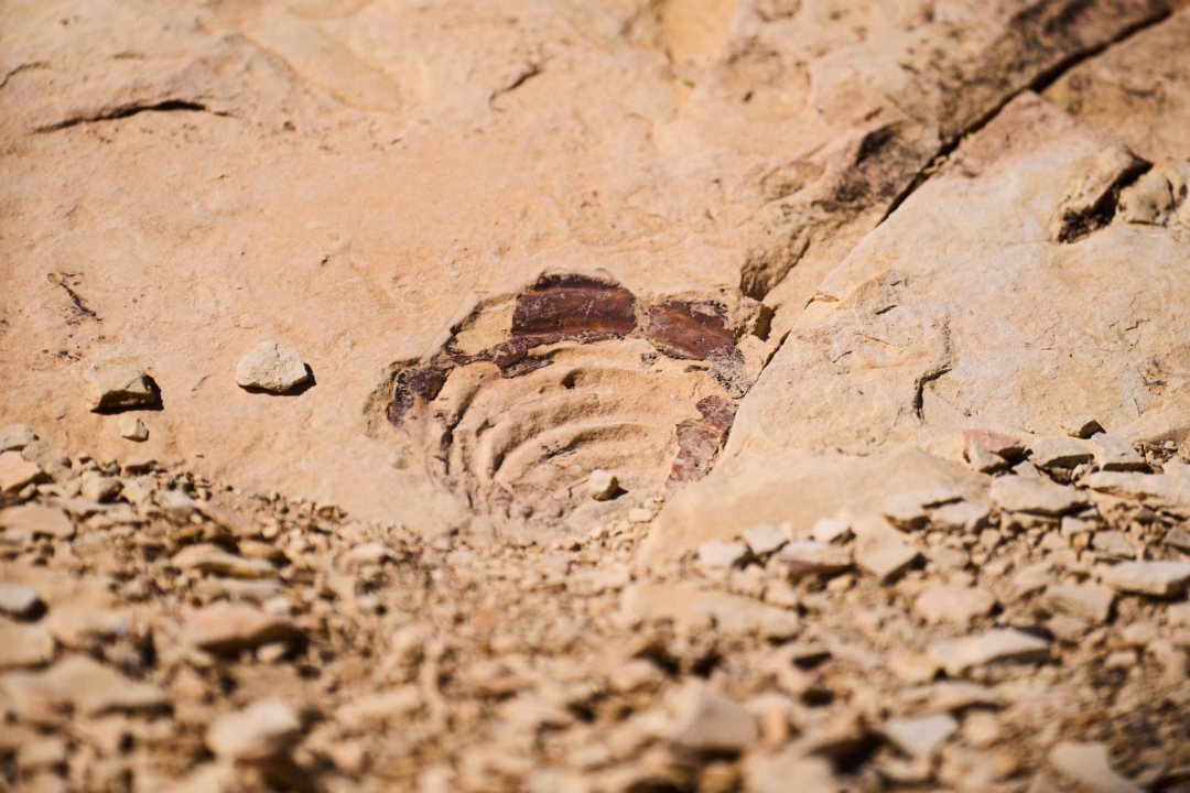 Khu vực Big Bend Texas – Thiên đường cho những người yêu thích khám phá ngoài trời