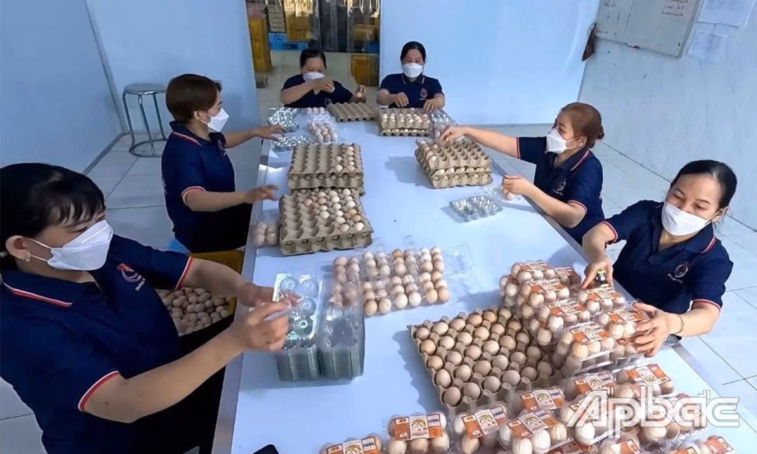 Hiện Công ty TNHH Thương mại và Chăn nuôi Hoàng Hoa Huy đang liên kết bao tiêu sản phẩm cho 50 trang trại trên địa bàn tỉnh.