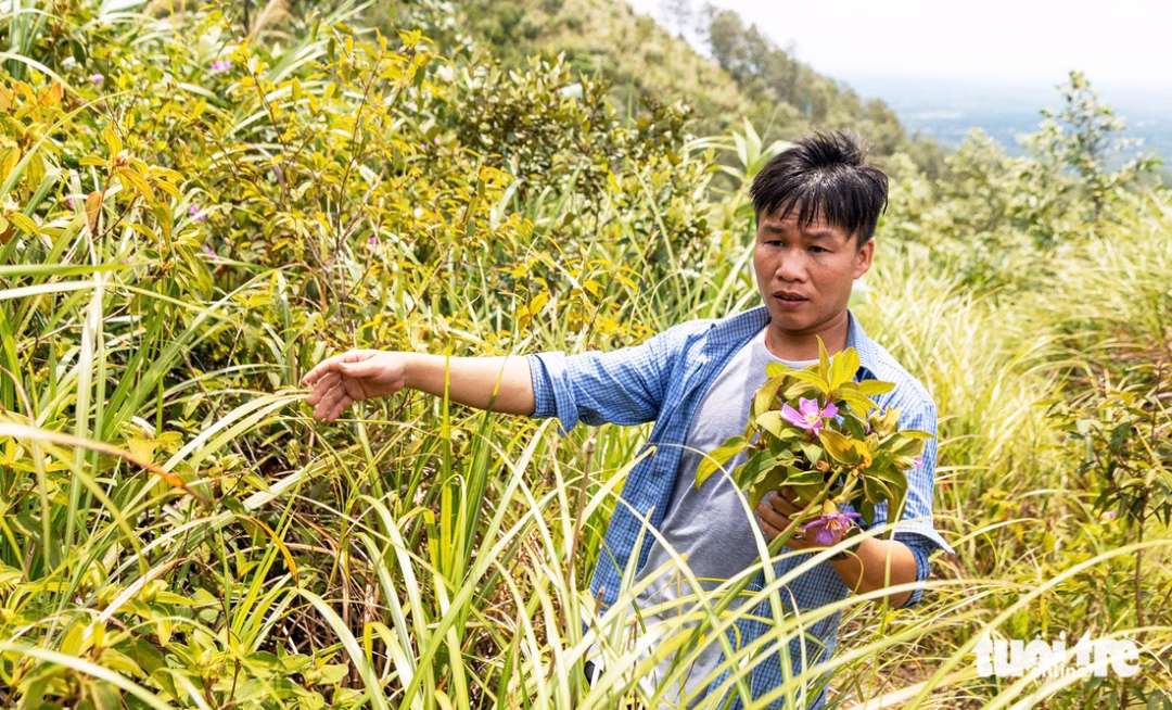 Hái cánh hoa rừng viếng anh linh các anh hùng liệt sĩ ở cao điểm 597 năm xưa