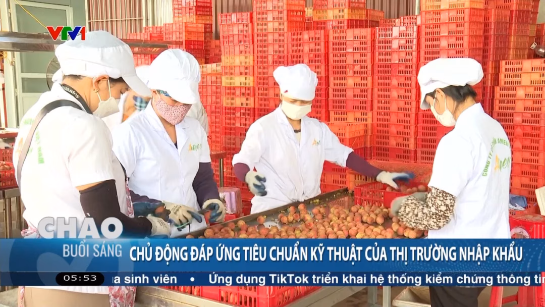 Vải thiều Việt Nam chinh phục thị trường Mỹ qua chuỗi bán lẻ Costco