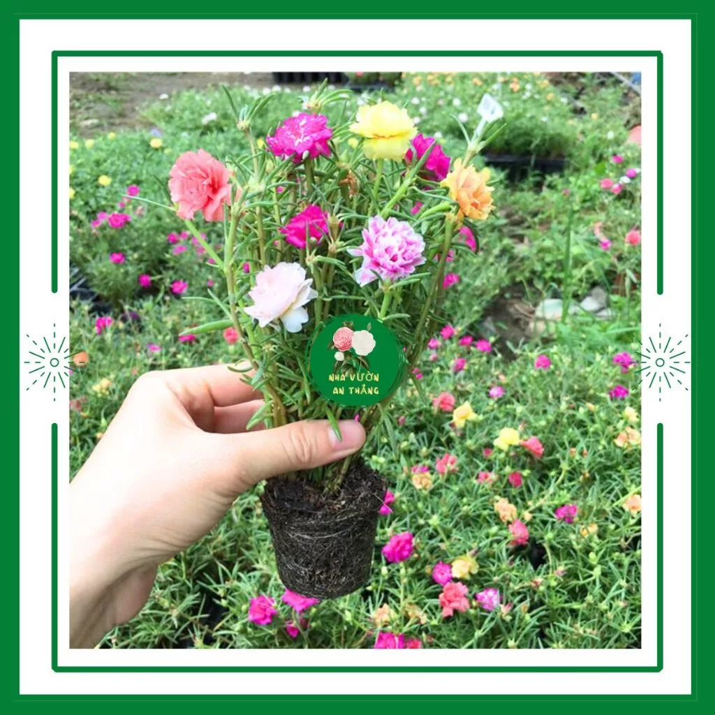 Mẹo nhỏ giúp hoa mười giờ nở rực rỡ quanh năm mà bạn không biết