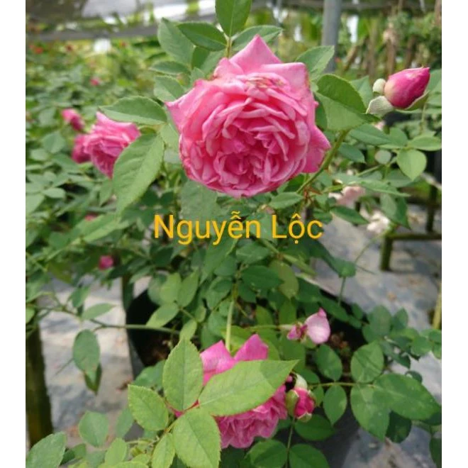 Cách Chăm Sóc Cây Hoa Hồng Cổ Sapa Để Luôn Tươi Mới Và Ra Hoa Đẹp