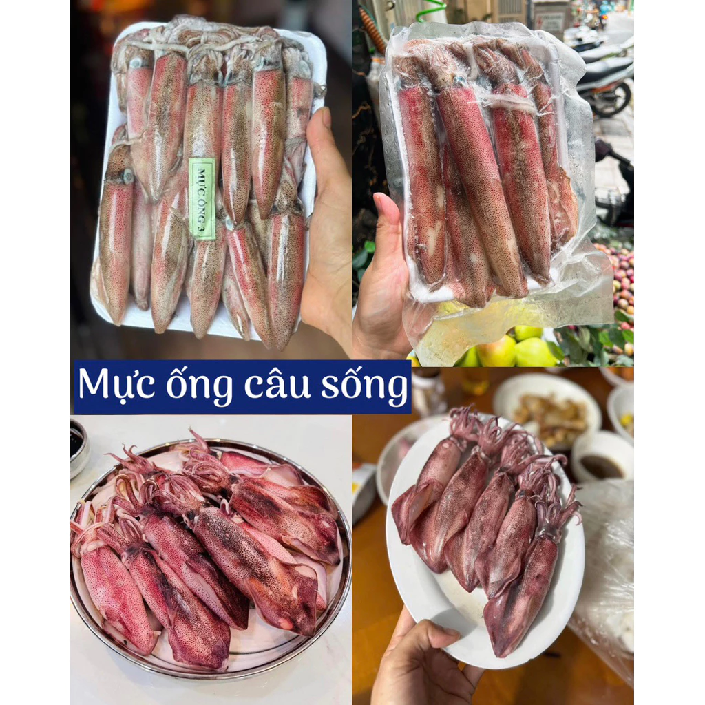 Mực ống câu sống Phú Quốc – Làm sao để chọn size phù hợp cho chuyến đi câu thành công?