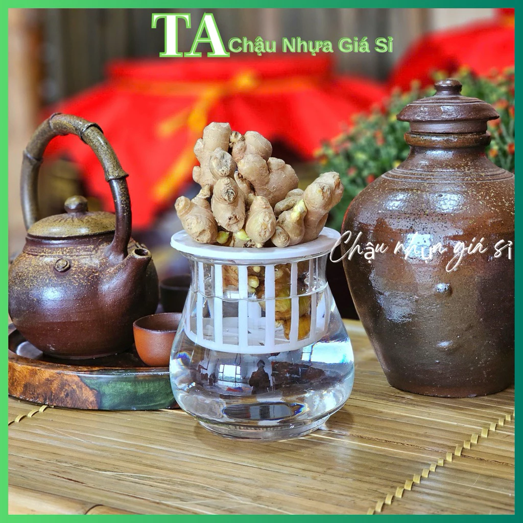 Làm thế nào để chậu thủy sinh trong suốt giúp tôi tiết kiệm thời gian chăm sóc cây?