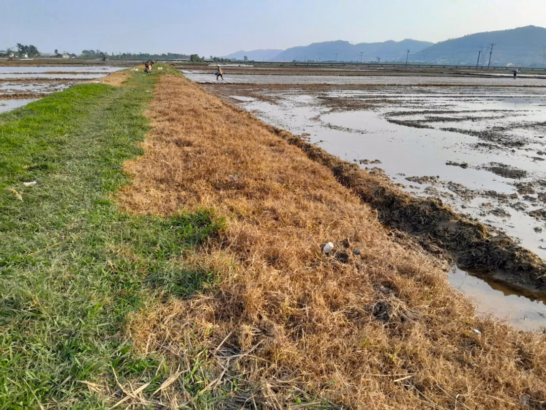 Bờ ruộng cháy vàng vì thuốc diệt cỏ: Thực trạng và giải pháp bền vững