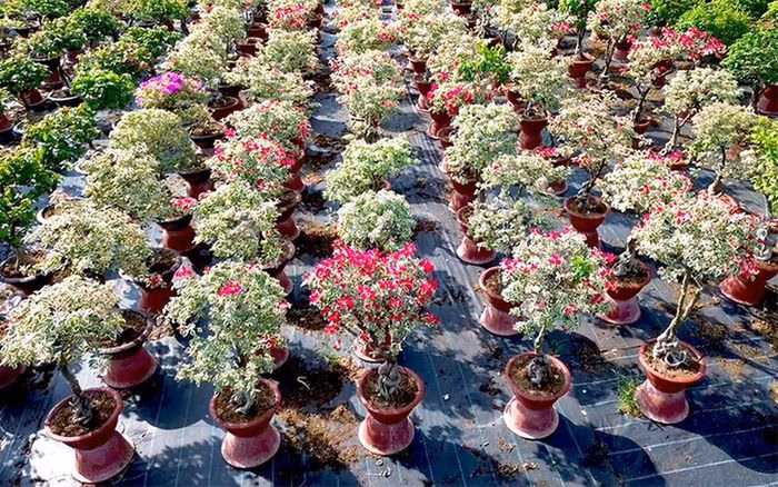 Mùa xuân rực rỡ Vĩnh Long: Khám phá cánh đồng hoa giấy & cúc mâm xôi ở Chợ Lách