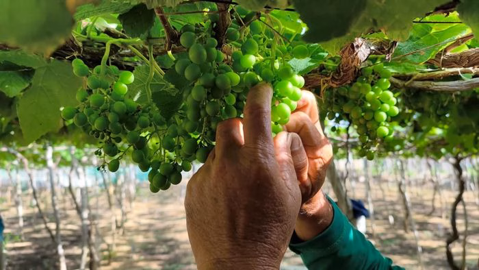 Nguyễn Khắc Phòng – Giám đốc Hợp tác xã Thái An, Khánh Hòa Nho chín vàng trên cành