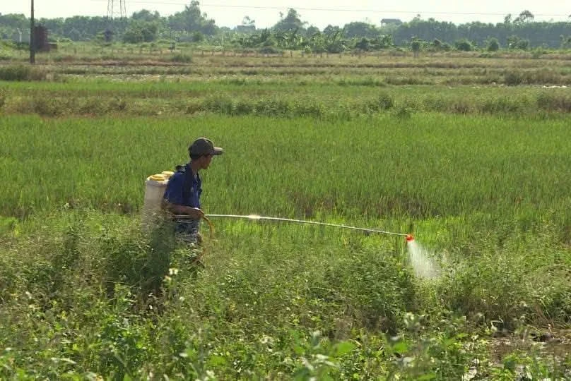 Bờ ruộng cháy vàng vì thuốc diệt cỏ: Thực trạng và giải pháp bền vững