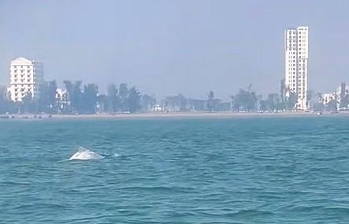 Cá heo trắng Sầm Sơn Cá heo trắng bơi gần bờ Sầm Sơn