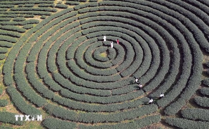 Cảnh nương ch&egrave; xanh mướt ở B&igrave;nh Thuận, Sơn La