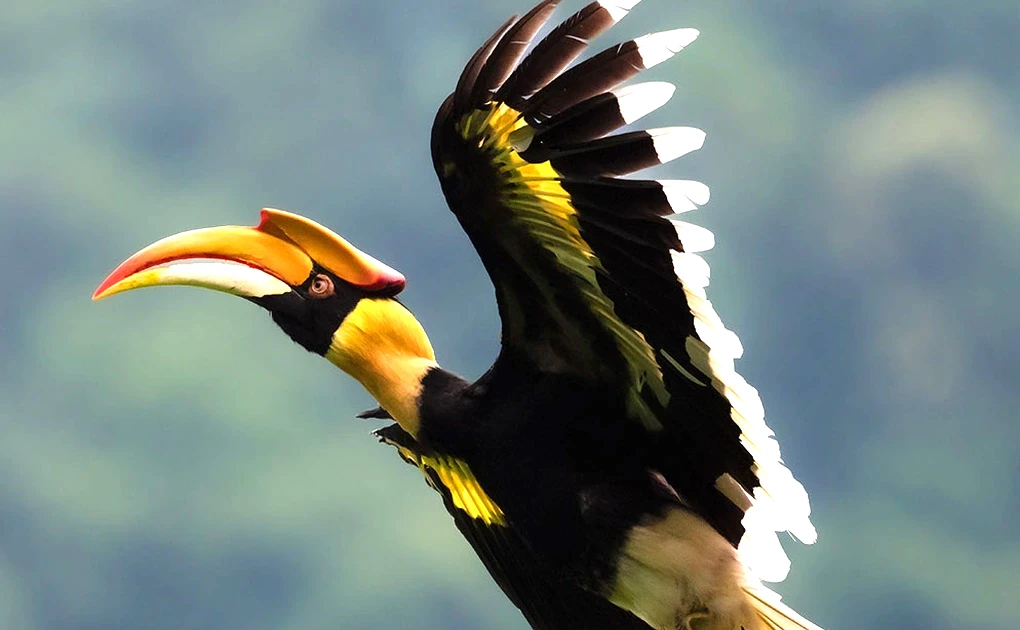 Chim Hồng Hoàng lạc vào nhà dân TP.HCM: Cảnh báo và bảo vệ