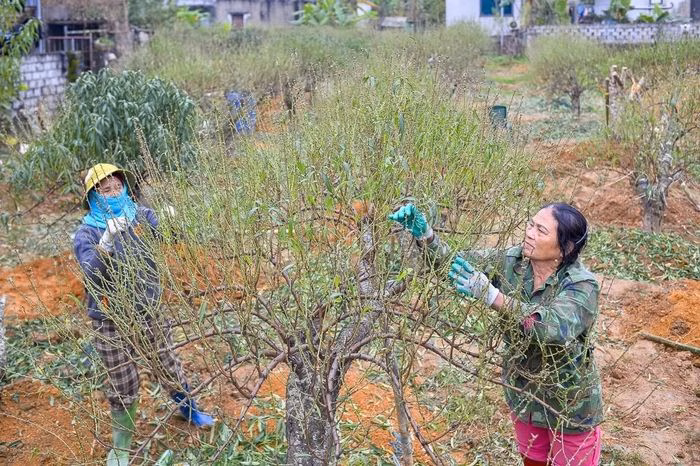 C&ocirc;ng đoạn tuốt l&aacute;