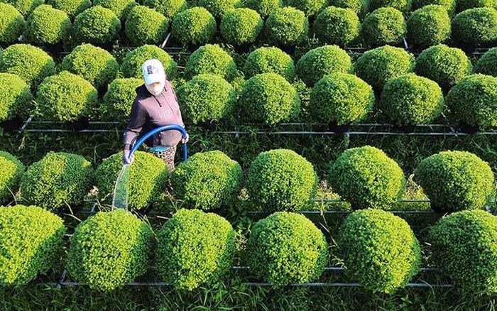 Công việc không ngừng của nông dân Nông dân chăm sóc hoa giấy dưới nắng