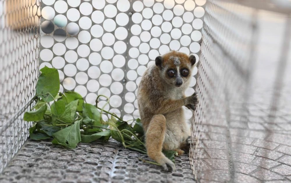 Cư dân Hà Tĩnh phát hiện cá thể culi quý hiếm, Vũ Quang bảo tồn