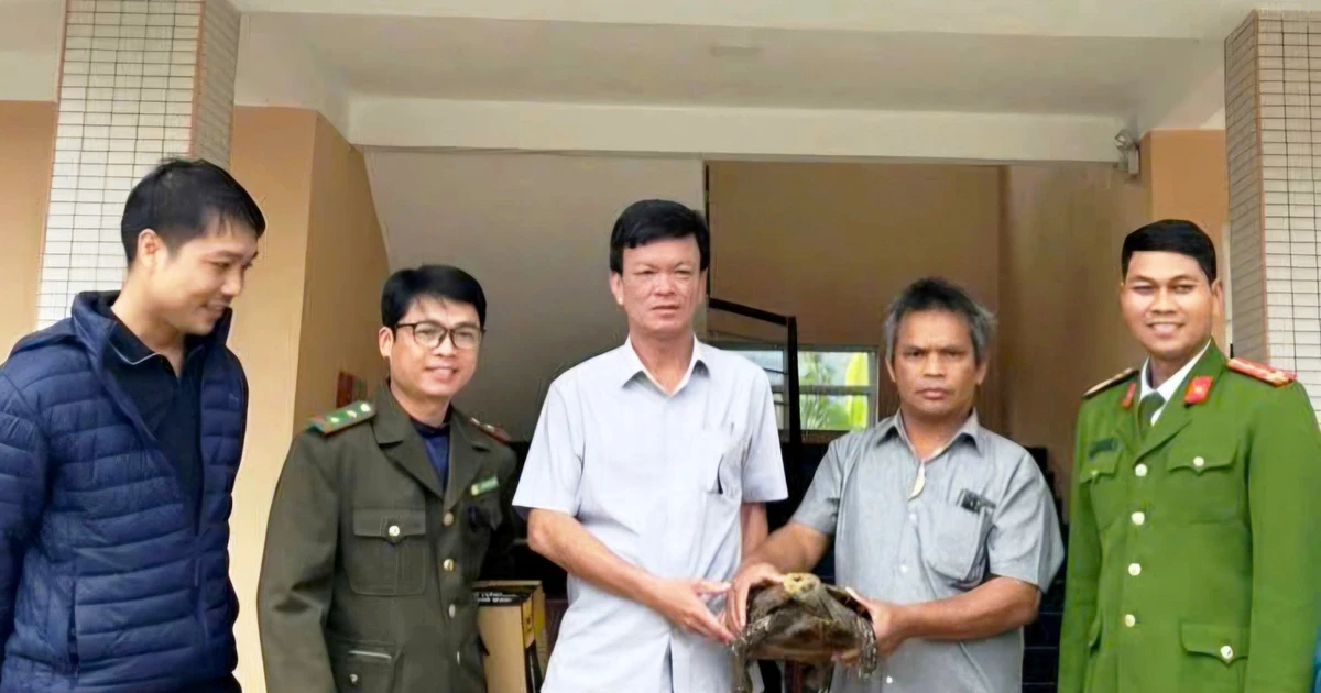 Cư dân Long Quảng phát hiện rùa núi viền nguy cấp, giao nộp ngay