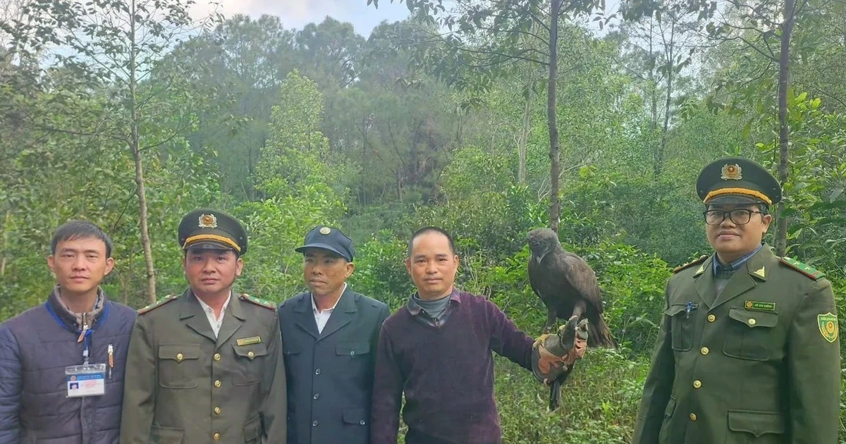 Đại bàng đen quý hiếm được thả lại rừng Huế: Bước tiến mới cho bảo tồn