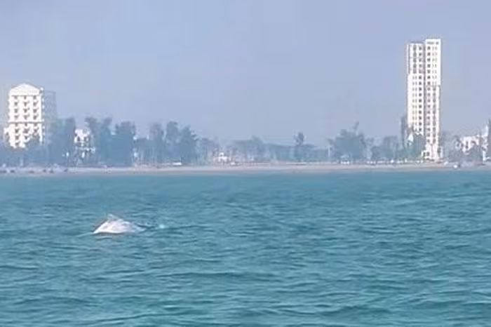 Đàn Cá Heo Trắng Gần Bờ Sầm Sơn: Câu Chuyện Kỳ Diệu