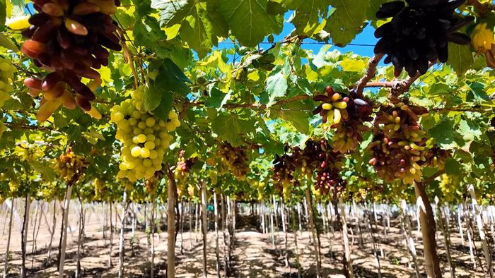 Thời tiết thuận lợi, vườn nho Khánh Hòa chuẩn bị đón Tết Nguyên đán 2026 Vườn nho tại Khánh Hòa
