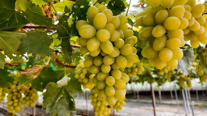 Thời tiết thuận lợi, vườn nho Khánh Hòa chuẩn bị đón Tết Nguyên đán 2026 Cây nho đang phát triển