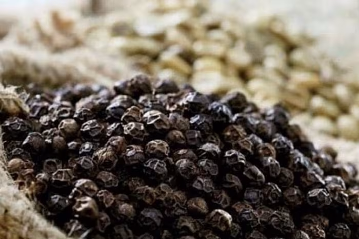 Giá tiêu ngày 7/1 bật tăng, chạm 152.500 đồng/kg – Cập nhật nhanh