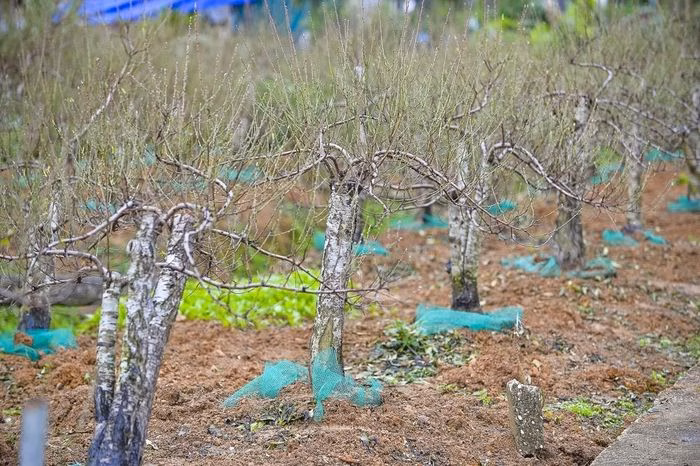 Hoa đ&agrave;o phai Xu&acirc;n Du