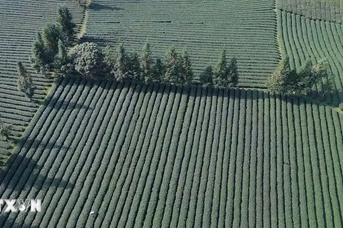 Khám phá vẻ đẹp thơ mộng của các nương chè Bình Thuận, Sơn La