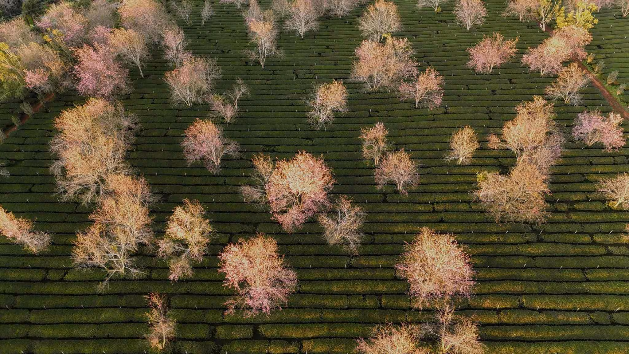 Lễ hội hoa mai anh đào Đà Lạt 2026: 10 ngày xuân, khách lên 30%