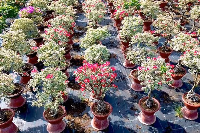 Mùa xuân rực rỡ Vĩnh Long: Khám phá cánh đồng hoa giấy & cúc mâm xôi ở Chợ Lách