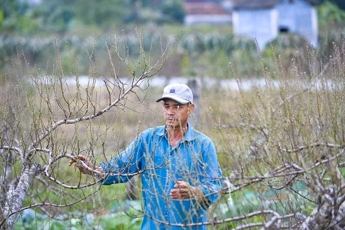 Người n&ocirc;ng d&acirc;n tuốt l&aacute;