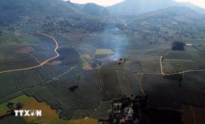 N&ocirc;ng d&acirc;n thu hoạch ch&egrave; ở B&igrave;nh Thuận, Sơn La