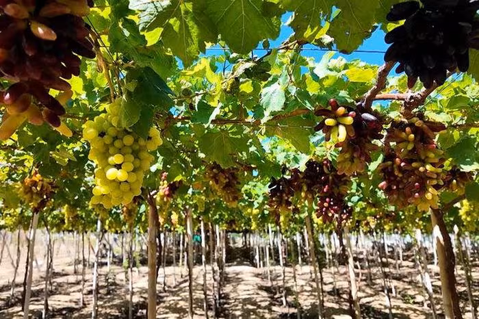 Vườn nho Khánh Hòa rực rỡ mùa Tết 2026: Du lịch sinh thái và nho ăn tươi cao cấp