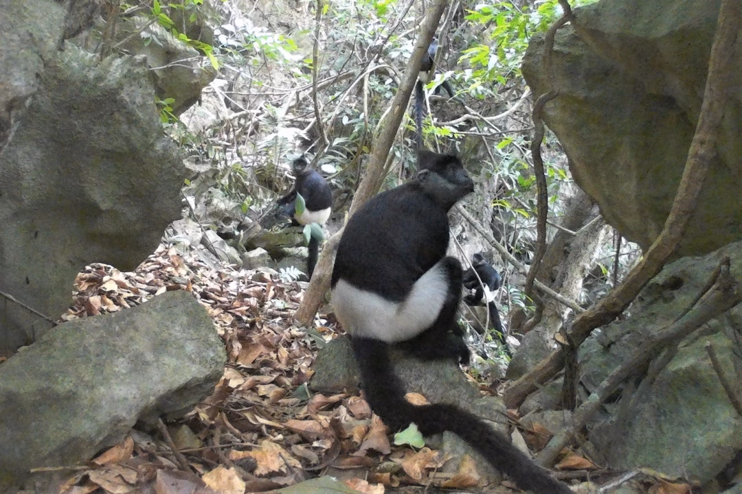 Voọc m&ocirc;ng trắng &ndash; lo&agrave;i th&uacute; cực kỳ nguy cấp được ghi nhận tại rừng Đ&ocirc;ng Th&aacute;i, Ninh B&igrave;nh