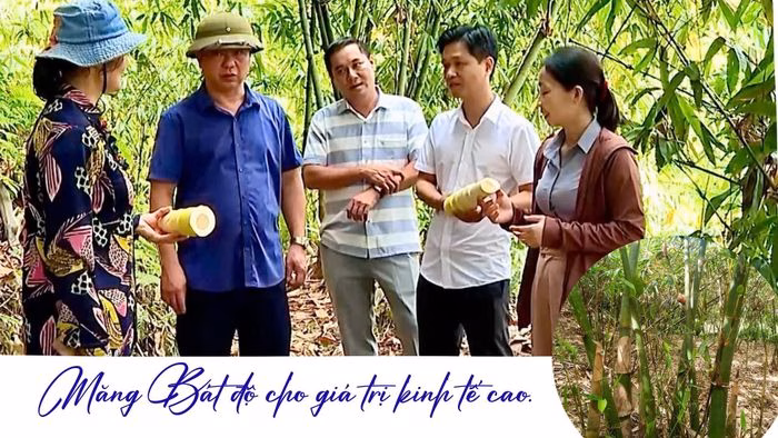 Vườn ch&egrave; xanh v&agrave; rừng tre măng B&aacute;t độ tại Thượng Bằng La