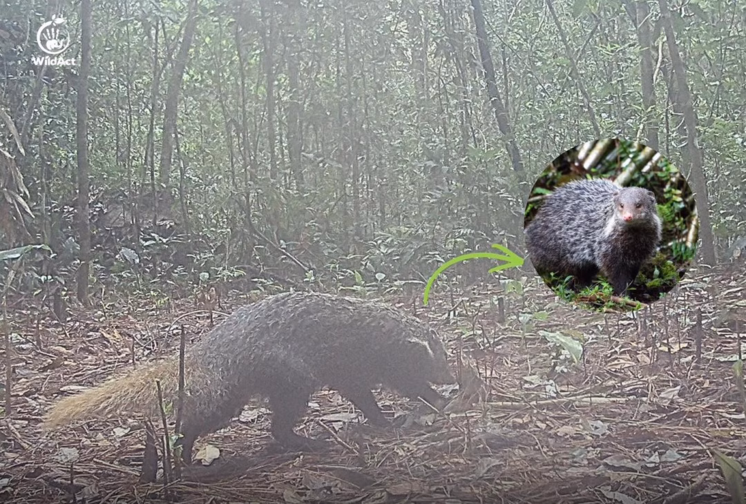 Cầy móc cua xuất hiện tại Vườn Quốc gia Chư Yang Sin: “bác sĩ” thầm lặng của rừng già