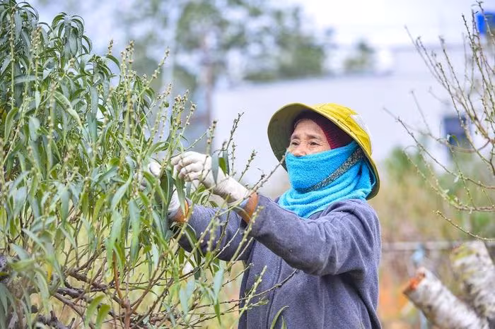 Xuân Du – Thủ phủ đào phai Thanh Hóa sôi động chuẩn Tết Nguyên Đán