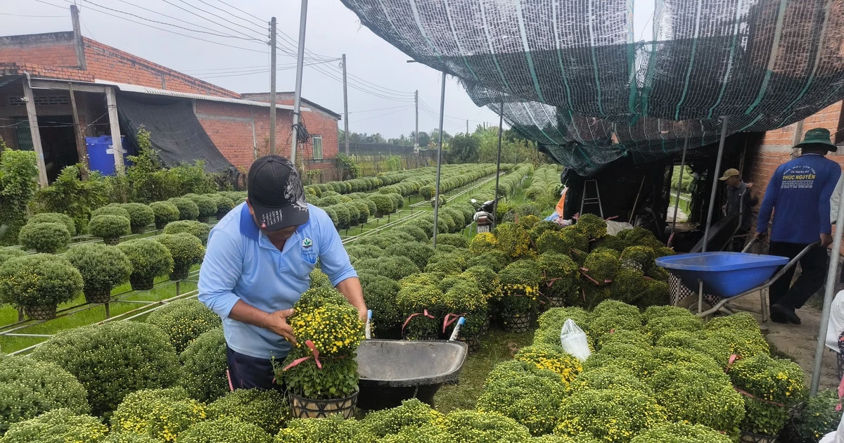 Khan Hiếm Cúc Mâm Xôi Vĩnh Long: Phân Tích Tác Động Thời Tiết và Giá Thị Trường Tết