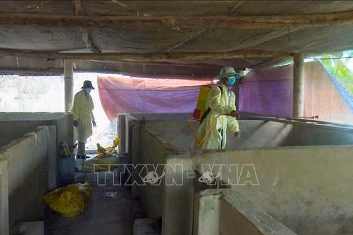 Tây Ninh: Kiểm Soát Dịch Tả Lợn Châu Phi – Phân Tích Biện Pháp Khoanh Vùng Chuyên Sâu