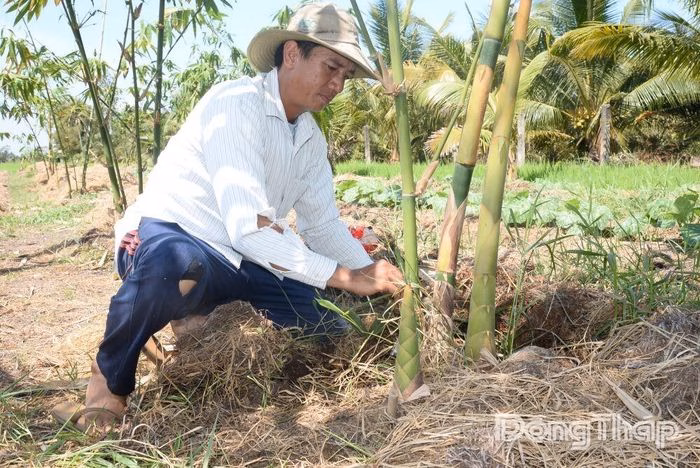 Anh Trần Duy Khoa đang thu hoạch măng tre tứ qu&yacute;, minh chứng cho sự th&agrave;nh c&ocirc;ng của m&ocirc; h&igrave;nh kinh tế mới.