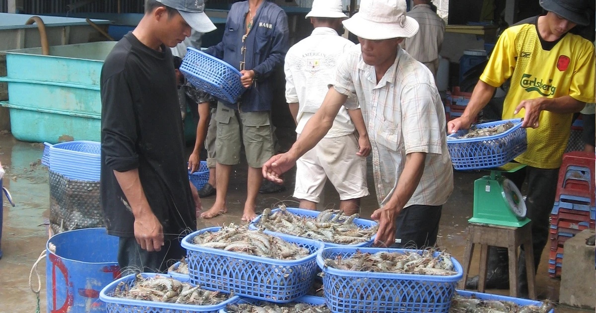 Giải Mã Điểm Nghẽn Dữ Liệu: Thách Thức Truy Xuất Nguồn Gốc Thủy Sản