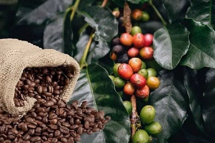 Phân Tích Biên Độ Giá Cà Phê Tây Nguyên: Vì Sao Thị Trường Nội Địa Neo Đậu Mốc 96.700 VND/kg?