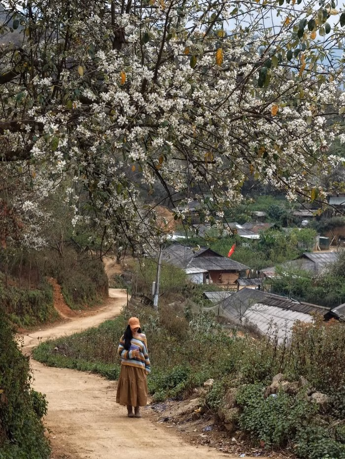 Quần thể c&acirc;y sơn tra cổ thụ h&agrave;ng trăm năm tuổi tại Ngọc Chiến, Sơn La.