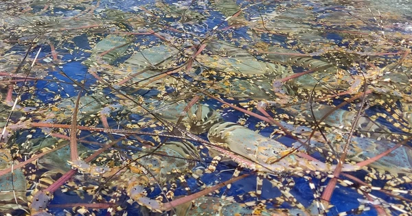 Tôm Hùm Bông Việt Nam Chinh Phục Thị Trường: Lời Khen Từ Bộ Trưởng Trung Quốc