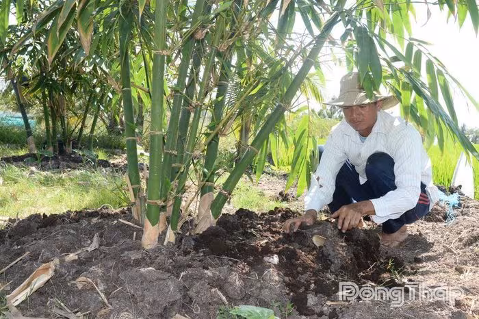 Tre Tứ Quý: Mô Hình Kinh Tế Bền Vững Từ Đất Vườn Tạp