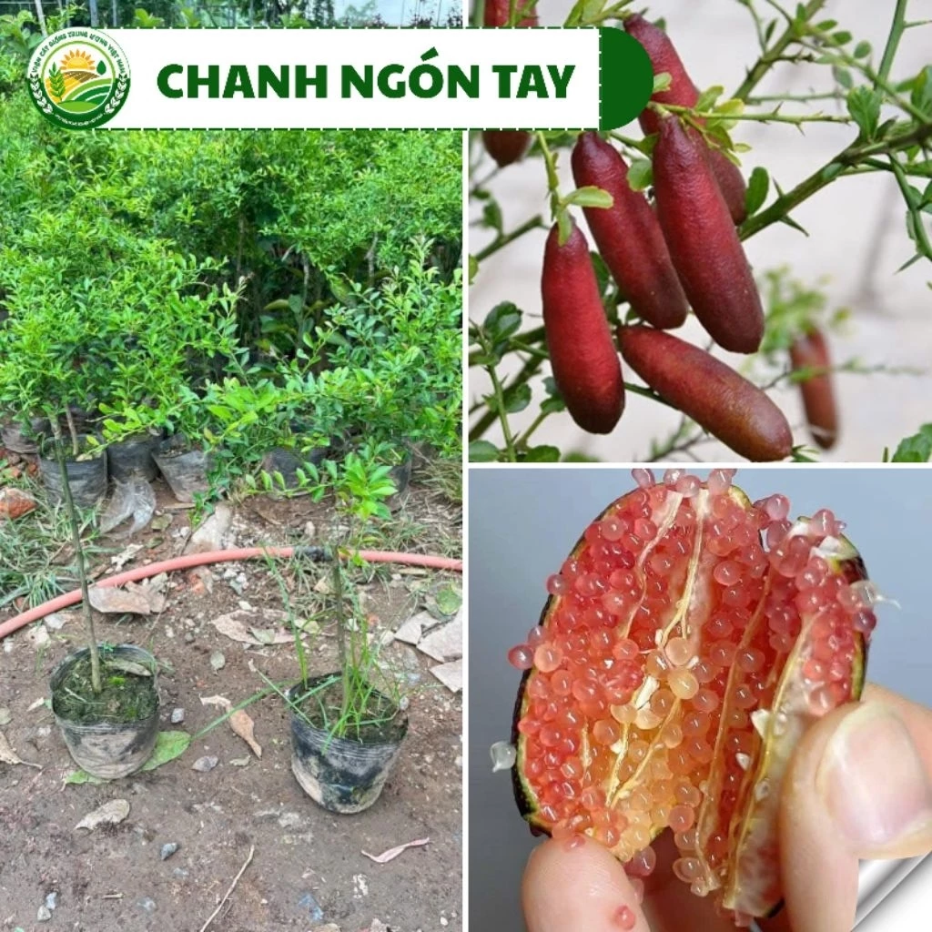 Thật bất ngờ khi cây giống chanh ngón tay quả đỏ thiếu ánh sáng lại cho trái ngọt hơn mong đợi
