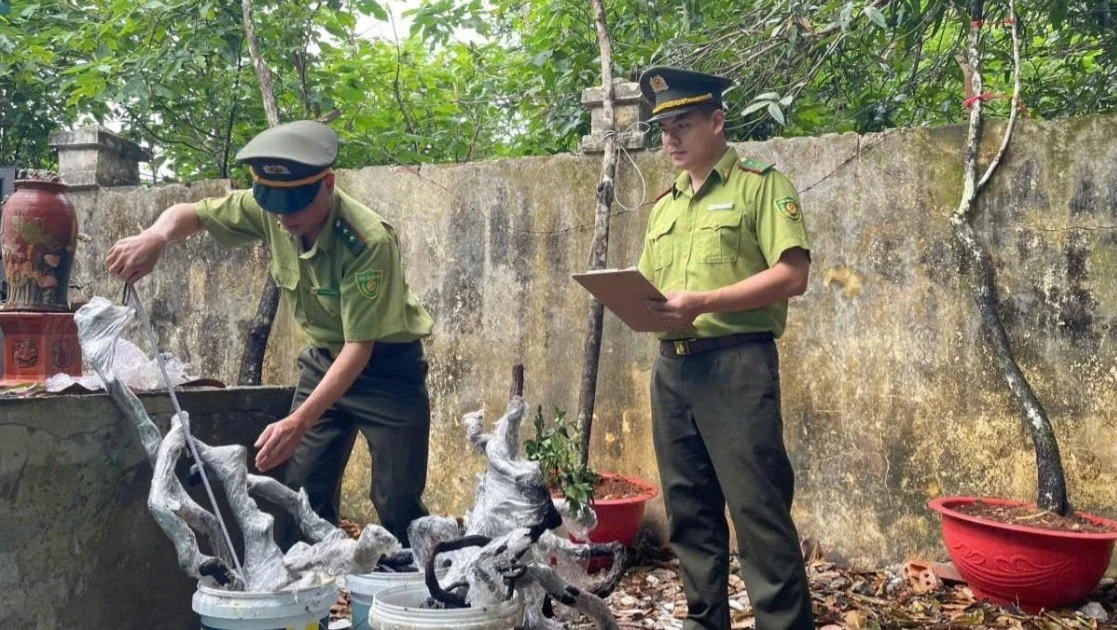 Cảnh báo cơn sốt cây muội hồng: Ngăn chặn nguy cơ hợp thức hóa lâm sản
