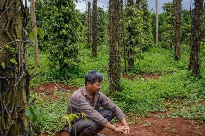 Cập nhật giá tiêu hôm nay 8/4/2026: Thị trường nội địa điều chỉnh nhẹ