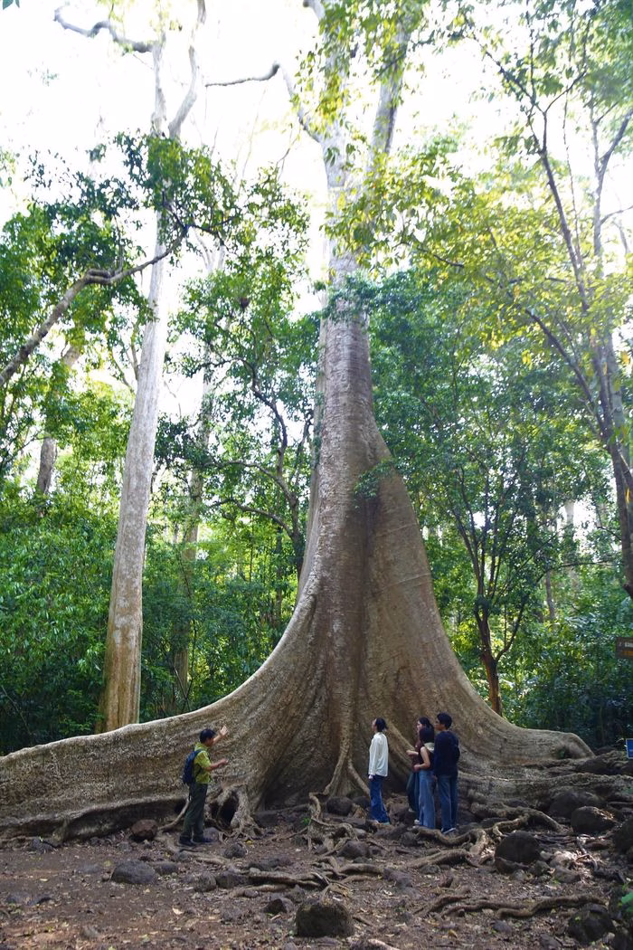 C&acirc;y Tung cổ thụ tại C&aacute;t Ti&ecirc;n