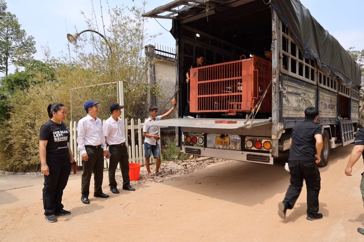 Đưa gấu l&ecirc;n xe tải để di chuyển về Huế