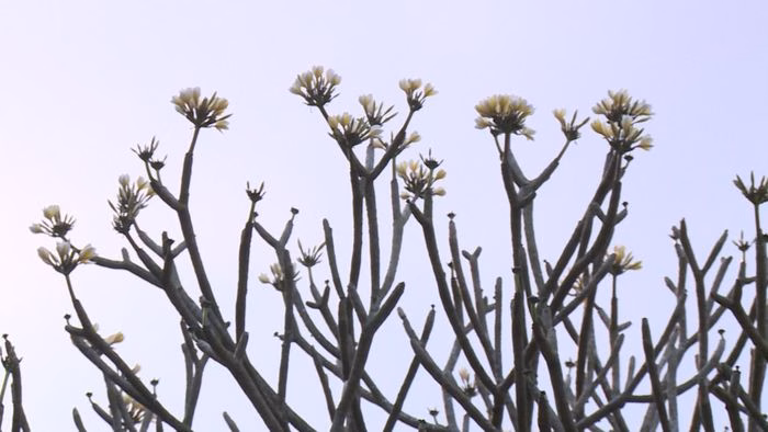 Hoa đại nở rộ b&ecirc;n lăng mộ B&agrave; Triệu