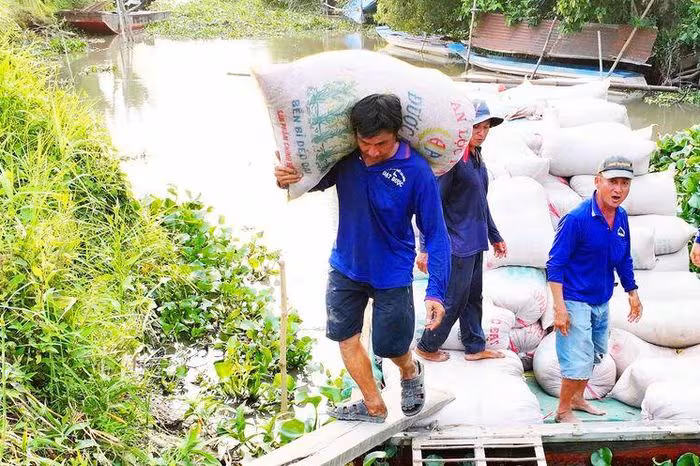 Nghề vác lúa mướn: Những bước chân nặng trịch nuôi sống bao gia đình